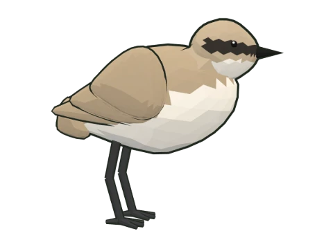 Chorlitejo patinegro
