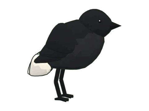 Collalba negra
