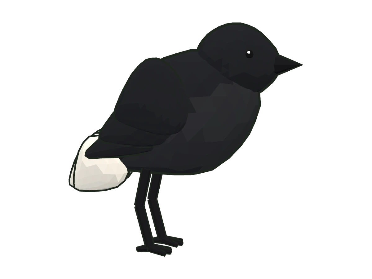 Black wheatear