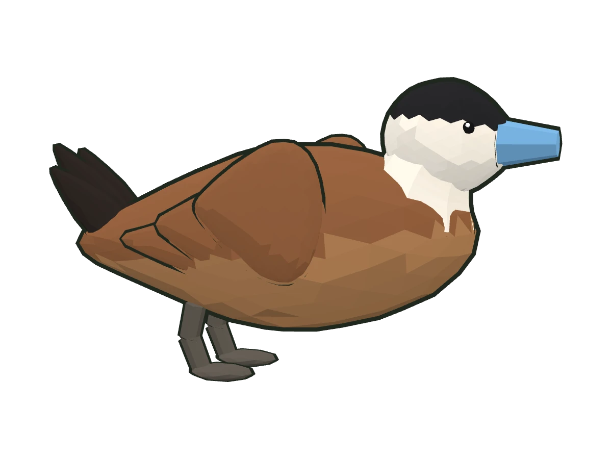 White-headed duck
