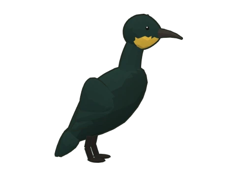 Cormorán moñudo
