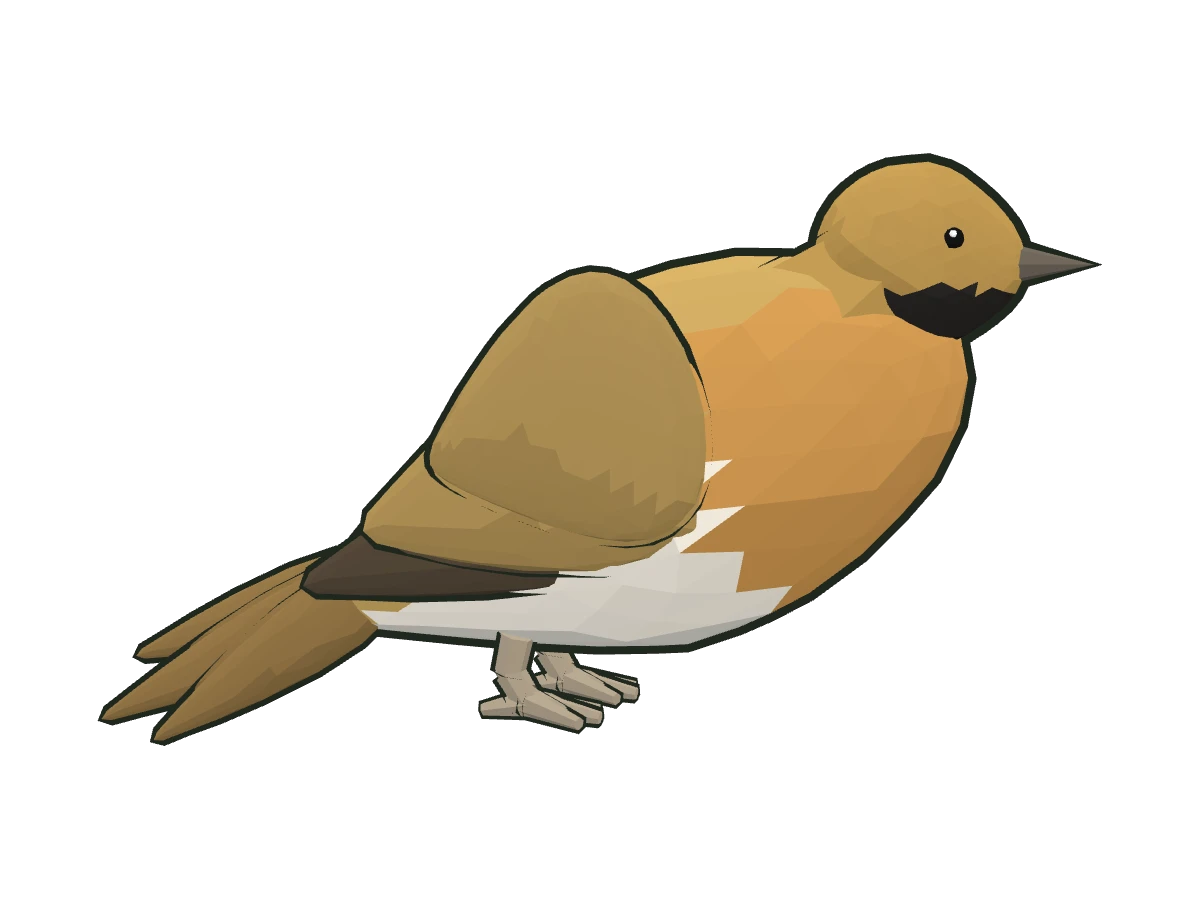 Pin-tailed sandgrouse