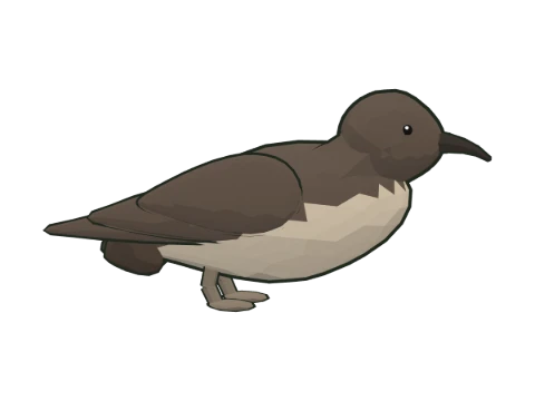 Balearic shearwater