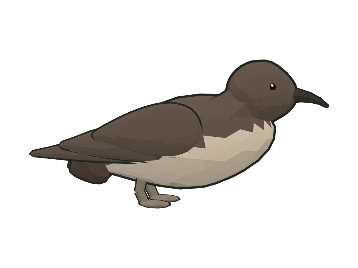 Balearic shearwater