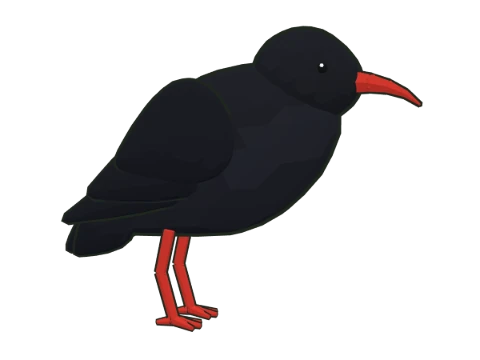 Chova piquirroja