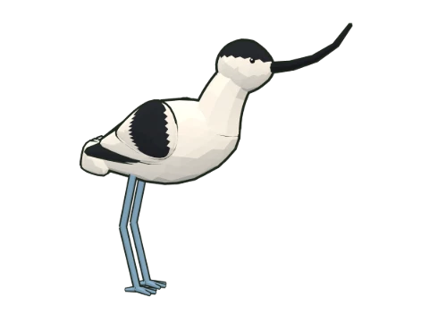 Avoceta común