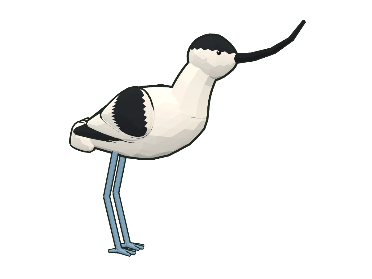 Avoceta común