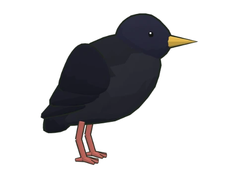 Estornino negro